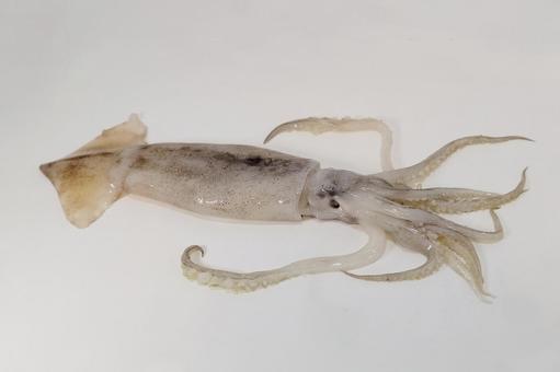 トッピング:イカ